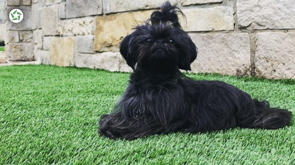Small black dog lying on clean pet turf beside a limestone wall, the everyday test of a pet yard in year one with artificial turf, Year One With Artificial Turf: What to Expect, Lone Star Turf Texas