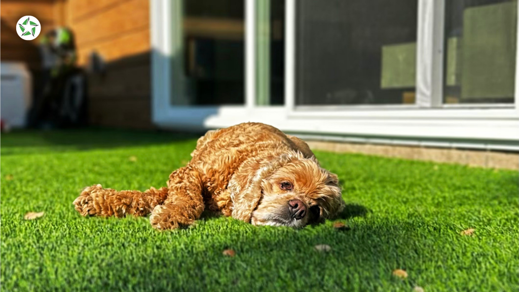 Small dog resting on clean pet turf beside a patio door, an example of how to maintain artificial turf in a pet yard, How to Clean and Maintain Artificial Turf (Without Wrecking It), Lone Star Turf Texas