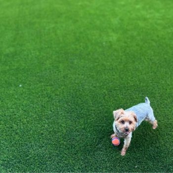 artificial turf basics what pet owners need to know