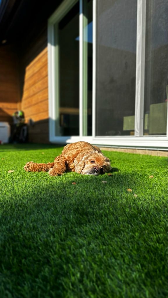 Sleepy dog relaxing on artificial turf in front of a house with sliding glass doors.