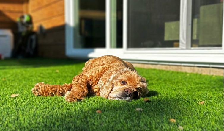 Sleepy dog relaxing on artificial turf in front of a house with sliding glass doors.