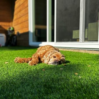 Sleepy dog relaxing on artificial turf in front of a house with sliding glass doors.