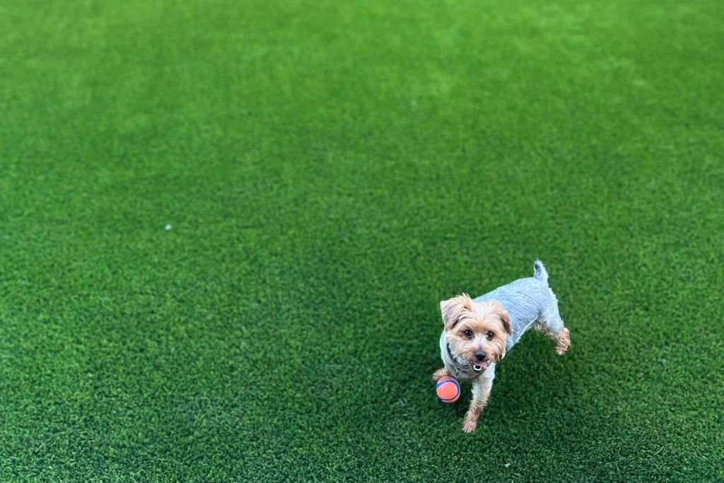 Small white dog wearing a light blue shirt walking across pet-friendly turf