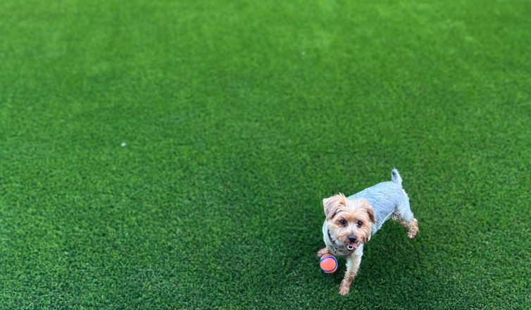 Small white dog wearing a light blue shirt walking across pet-friendly turf