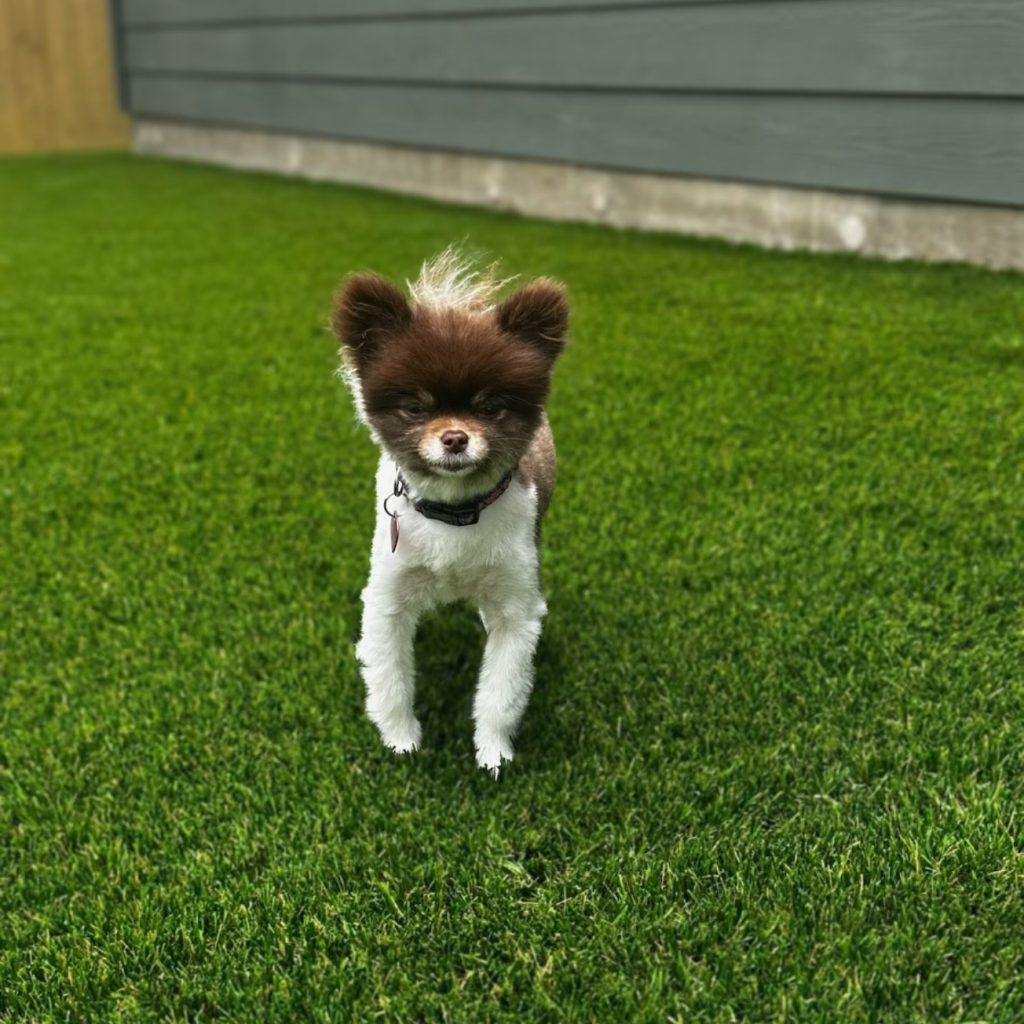 Small brown and white dog standing on artificial turf for dogs, with its ears and tail perked up.