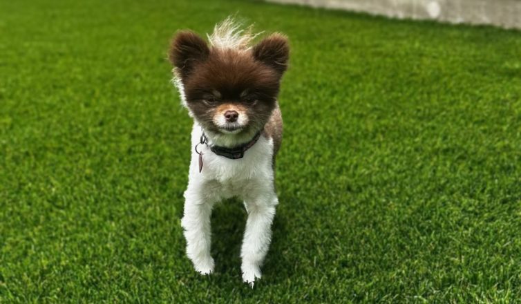 Small brown and white dog standing on artificial turf for dogs, with its ears and tail perked up.