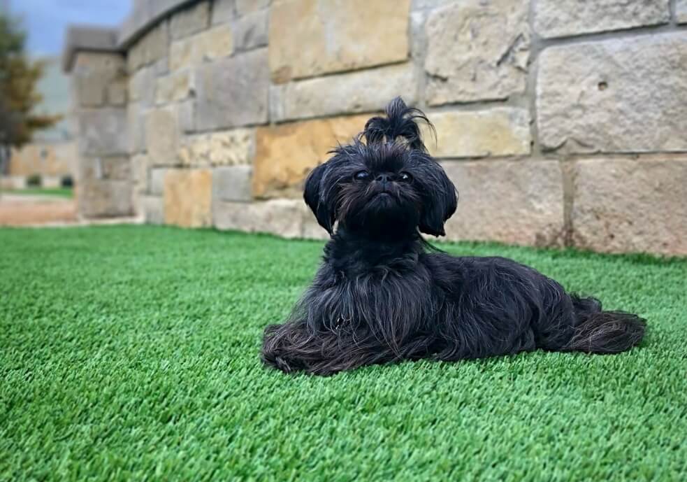 why fake grass for pets is a game changer