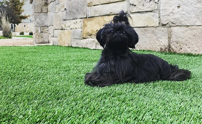 artificial turf for pets austin