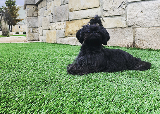 artificial turf petscapes