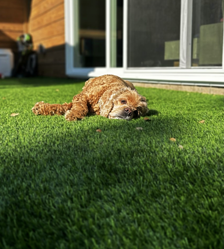 Fluffy golden doodle resting on pet-friendly artificial turf outside a sliding glass door — How Much Does Artificial Turf Cost in Lakeway 2026 Guide by Lone Star Turf