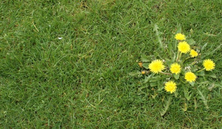 does turf prevent weeds