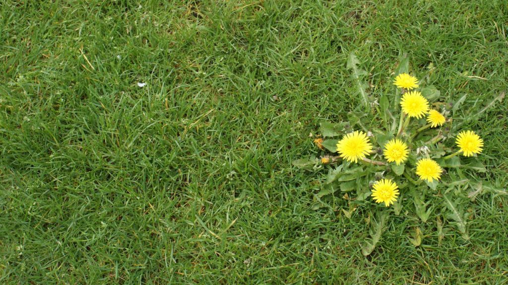 Does Artificial Grass Prevent Weeds? Lone Star Turf
