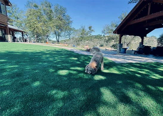 pet friendly artificial turf