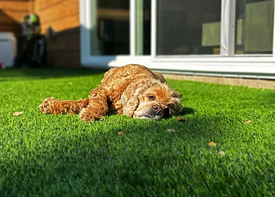 turf for pets